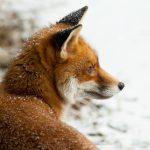 Garden fox